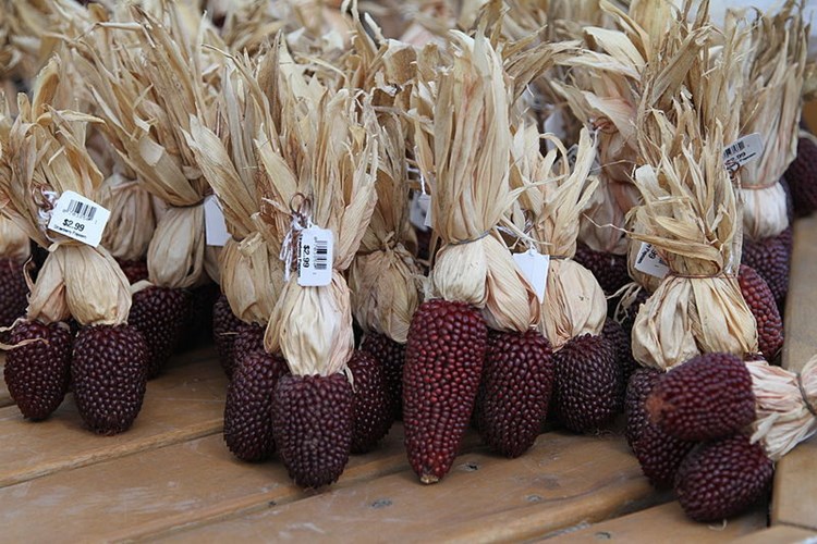 Giống[-]ngô[-]có[-]hình[-]dáng[-]giống[-]hệt[-]trái[-]dâu[-]tây